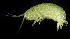  (Parallorchestes cowani - BMBM-0058)  @11 [ ] CreativeCommons - Attribution Non-Commercial Share-Alike (2017) Matthieu Leray Smithsonian Institution