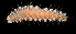  ( - BMBM-0155)  @11 [ ] CreativeCommons - Attribution Non-Commercial Share-Alike (2017) Matthieu Leray Smithsonian Institution
