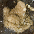  (Celleporina ventricosa - BMBM-0327)  @11 [ ] CreativeCommons - Attribution Non-Commercial Share-Alike (2017) Matthieu Leray Smithsonian Institution