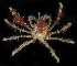  ( - BMBM-0484)  @11 [ ] CreativeCommons - Attribution Non-Commercial Share-Alike (2017) Matthieu Leray Smithsonian Institution
