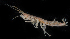  (Maera fusca - BMBM-0564)  @11 [ ] CreativeCommons - Attribution Non-Commercial Share-Alike (2017) Matthieu Leray Smithsonian Institution