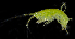  ( - BMBM-0565)  @11 [ ] CreativeCommons - Attribution Non-Commercial Share-Alike (2017) Matthieu Leray Smithsonian Institution