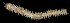  (Enipo sp. FHL 1 - BMBM-0620)  @11 [ ] CreativeCommons - Attribution Non-Commercial Share-Alike (2017) Matthieu Leray Smithsonian Institution