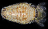  (Rocinela angustata - BMBM-0757)  @11 [ ] CreativeCommons - Attribution Non-Commercial Share-Alike (2017) Matthieu Leray Smithsonian Institution