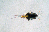  (Tisbe sp. FHL 1 - BMBM-0971)  @11 [ ] CreativeCommons - Attribution Non-Commercial Share-Alike (2017) Matthieu Leray Smithsonian Institution