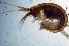  (Ampithoe sp. FHL 1 - BMBM-1003)  @11 [ ] CreativeCommons - Attribution Non-Commercial Share-Alike (2017) Matthieu Leray Smithsonian Institution