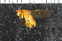  ( - FinAcal07)  @12 [ ] CreativeCommons - Attribution Non-Commercial Share-Alike (2015) UoB, Norway University of Bergen, Natural History Collections