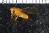  ( - FinAcal11)  @11 [ ] CreativeCommons - Attribution Non-Commercial Share-Alike (2015) UoB, Norway University of Bergen, Natural History Collections
