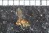  ( - FinAcal14)  @12 [ ] CreativeCommons - Attribution Non-Commercial Share-Alike (2015) UoB, Norway University of Bergen, Natural History Collections