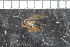  ( - FinAcal18)  @11 [ ] CreativeCommons - Attribution Non-Commercial Share-Alike (2015) UoB, Norway University of Bergen, Natural History Collections