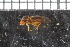  ( - FinAcal19)  @11 [ ] CreativeCommons - Attribution Non-Commercial Share-Alike (2015) UoB, Norway University of Bergen, Natural History Collections