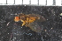  ( - FinAcal21)  @11 [ ] CreativeCommons - Attribution Non-Commercial Share-Alike (2015) UoB, Norway University of Bergen, Natural History Collections