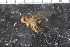  ( - FinAcal23)  @12 [ ] CreativeCommons - Attribution Non-Commercial Share-Alike (2015) UoB, Norway University of Bergen, Natural History Collections