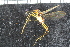  ( - FinAcal38)  @13 [ ] CreativeCommons - Attribution Non-Commercial Share-Alike (2015) UoB, Norway University of Bergen, Natural History Collections