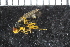  ( - FinAcal48)  @13 [ ] CreativeCommons - Attribution Non-Commercial Share-Alike (2015) UoB, Norway University of Bergen, Natural History Collections