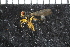  ( - FinAcal50)  @13 [ ] CreativeCommons - Attribution Non-Commercial Share-Alike (2015) UoB, Norway University of Bergen, Natural History Collections