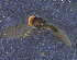  (Verrallia sp. GK-1 - PIP026)  @12 [ ] CreativeCommons - Attribution Non-Commercial Share-Alike (2015) UoB, Norway University of Bergen, Natural History Collections