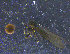  (Pipunculus cf. omissinervis - PIP033)  @12 [ ] CreativeCommons - Attribution Non-Commercial Share-Alike (2015) UoB, Norway University of Bergen, Natural History Collections