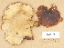  ( - H6009003)  @11 [ ] Copyright (2012) Diana Weckman Botanical Museum, Finnish Museum of Natural History, University of Helsinki