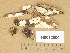  (Corticium polygonioides - H6012500)  @11 [ ] Copyright (2014) Diana Weckman Botanical Museum, Finnish Museum of Natural History, University of Helsinki