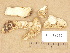  ( - H6012545)  @11 [ ] Copyright (2012) Diana Weckman Botanical Museum, Finnish Museum of Natural History, University of Helsinki