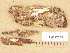  ( - H6012865)  @11 [ ] Copyright (2012) Diana Weckman Botanical Museum, Finnish Museum of Natural History, University of Helsinki