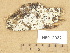  (Ceraceomyces tessulatus - H6012922)  @11 [ ] Copyright (2012) Diana Weckman Botanical Museum, Finnish Museum of Natural History, University of Helsinki