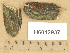  (Heterotextus - H6012937)  @11 [ ] Copyright (2012) Diana Weckman Botanical Museum, Finnish Museum of Natural History, University of Helsinki