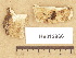  (Fomitopsis pinicola - H6012966)  @11 [ ] Copyright (2012) Diana Weckman Botanical Museum, Finnish Museum of Natural History, University of Helsinki