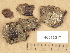  ( - H6013317)  @11 [ ] Copyright (2012) Diana Weckman Botanical Museum, Finnish Museum of Natural History, University of Helsinki