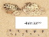  (Membranomyces delectabilis - H6013322)  @11 [ ] Copyright (2012) Diana Weckman Botanical Museum, Finnish Museum of Natural History, University of Helsinki