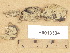  (Botryobasidium pruinatum - H6013334)  @11 [ ] Copyright (2012) Diana Weckman Botanical Museum, Finnish Museum of Natural History, University of Helsinki