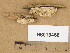  ( - H6013468)  @11 [ ] Copyright (2013) Diana Weckman Botanical Museum, Finnish Museum of Natural History, University of Helsinki