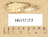  (Dacryobolus sudans - H6032372)  @11 [ ] Copyright (2012) Diana Weckman Botanical Museum, Finnish Museum of Natural History, University of Helsinki