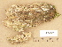  ( - H6032391)  @11 [ ] Copyright (2012) Diana Weckman Botanical Museum, Finnish Museum of Natural History, University of Helsinki