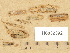  ( - H6032392)  @11 [ ] Copyright (2012) Diana Weckman Botanical Museum, Finnish Museum of Natural History, University of Helsinki