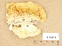  (Trametes velutina - H6033489)  @11 [ ] Copyright (2012) Diana Weckman Botanical Museum, Finnish Museum of Natural History, University of Helsinki