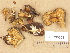  (Panellus serotinus - H6033508)  @11 [ ] Copyright (2012) Diana Weckman Botanical Museum, Finnish Museum of Natural History, University of Helsinki