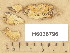  ( - H6036796)  @11 [ ] Copyright (2013) Diana Weckman Botanical Museum, Finnish Museum of Natural History, University of Helsinki