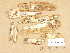  ( - H7005223)  @11 [ ] Copyright (2012) Diana Weckman Botanical Museum, Finnish Museum of Natural History, University of Helsinki