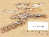  ( - H7005735)  @11 [ ] Copyright (2012) Diana Weckman Botanical Museum, Finnish Museum of Natural History, University of Helsinki