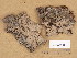  ( - H7005759)  @11 [ ] Copyright (2013) Diana Weckman Botanical Museum, Finnish Museum of Natural History, University of Helsinki