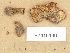  ( - H7019199)  @11 [ ] Copyright (2012) Diana Weckman Botanical Museum, Finnish Museum of Natural History, University of Helsinki