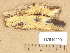 (Ceriporiopsis - H7019209)  @11 [ ] Copyright (2012) Diana Weckman Botanical Museum, Finnish Museum of Natural History, University of Helsinki