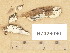  ( - H7026090)  @11 [ ] Copyright (2014) Diana Weckman Botanical Museum, Finnish Museum of Natural History, University of Helsinki