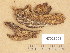  ( - H7026094)  @11 [ ] Copyright (2014) Diana Weckman Botanical Museum, Finnish Museum of Natural History, University of Helsinki