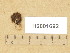  (Psathyrella gossypina - H6001692)  @11 [ ] Copyright (2014) Diana Weckman Botanical Museum, Finnish Museum of Natural History, University of Helsinki