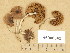  ( - H6008342)  @11 [ ] Copyright (2014) Diana Weckman Botanical Museum, Finnish Museum of Natural History, University of Helsinki