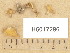  ( - H6017296)  @11 [ ] Copyright (2013) Diana Weckman Botanical Museum, Finnish Museum of Natural History, University of Helsinki