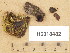  ( - H6018482)  @11 [ ] Copyright (2013) Diana Weckman Botanical Museum, Finnish Museum of Natural History, University of Helsinki